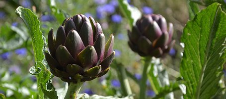 Growing artichokes: simple rules for obtaining excellent results